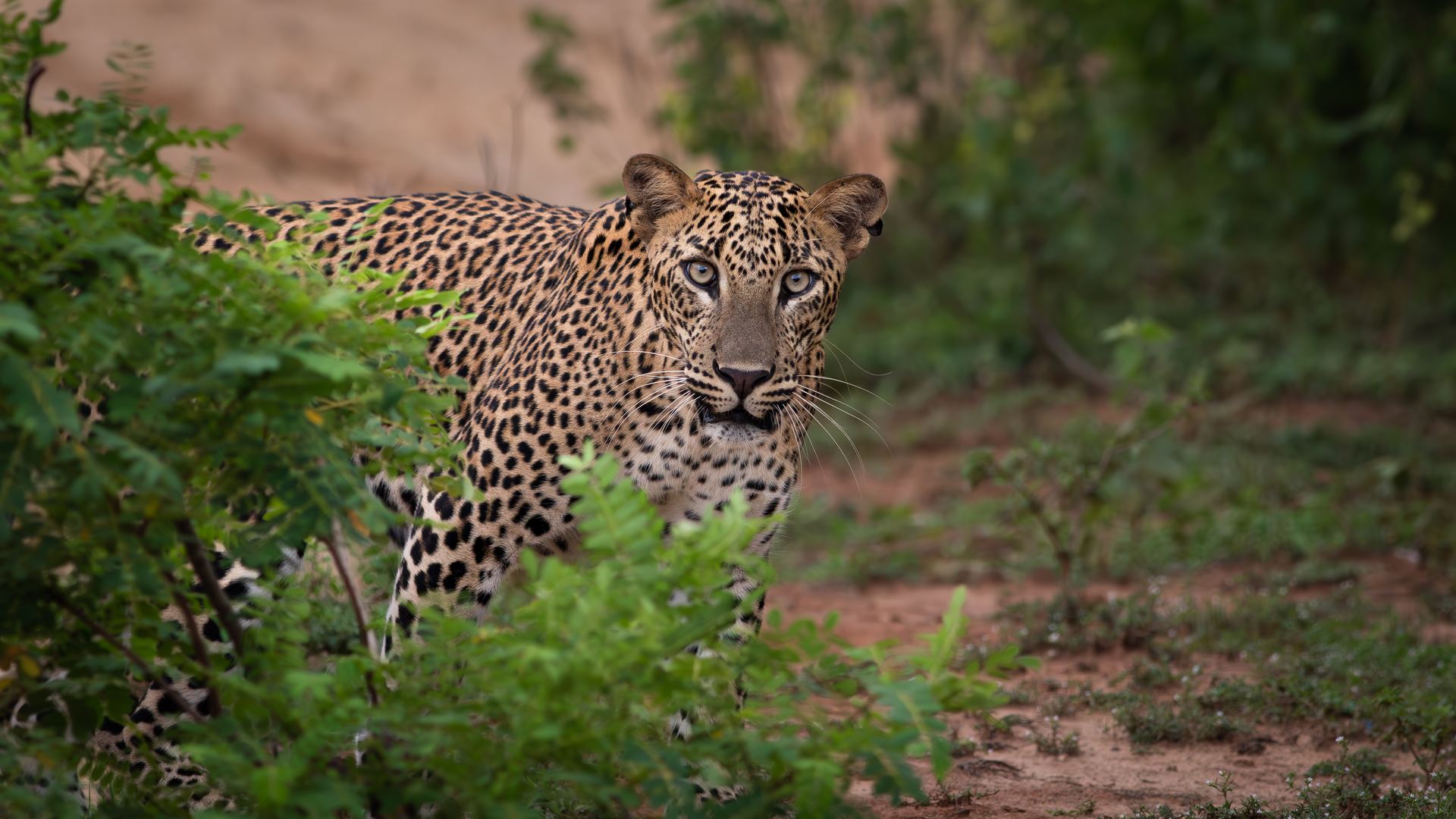 Srilankan Leopard