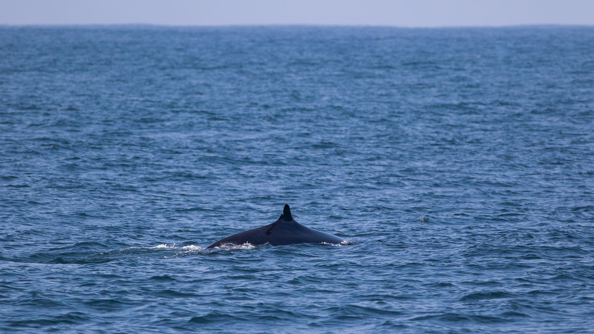 Fin whale